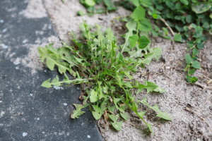wild-plant-identification